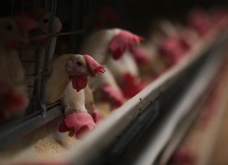 Implementan medidas para evitar contagios por Influenza Aviar AH7N3, en Jalisco