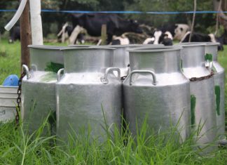 “Cuquis” Camarena presenta iniciativa en beneficio del sector lechero