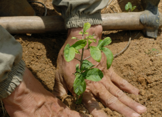 Campaña de reforestación iniciará en el Parque Bicentenario Puente de Calderón