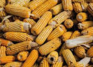 México acudirá a panel de controversias sobre maíz transgénico