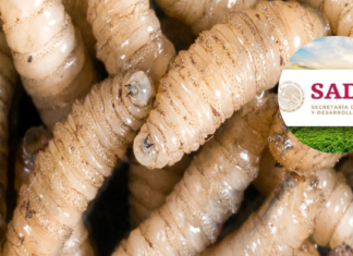 Fortalece Sader Jalisco estrategias en materia de sanidad e inocuidad; mantiene acciones de prevención contra el gusano barrenador del ganado