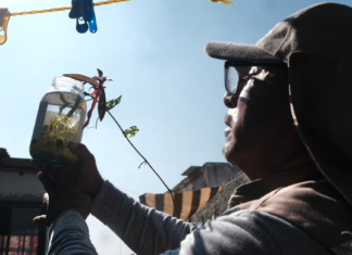 Disminuyen casos de dengue en Jalisco; SSJ insta a la población a seguir con acciones preventivas