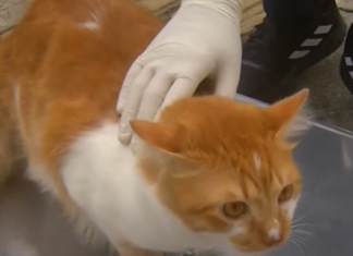 Zapotlanejo invita a jornada gratuita de esterilización de perros y gatos en La Purísima del 7 al 11 de julio