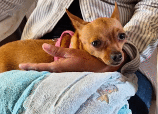 La Laja tendrá campaña de vacunación antirrábica gratuita