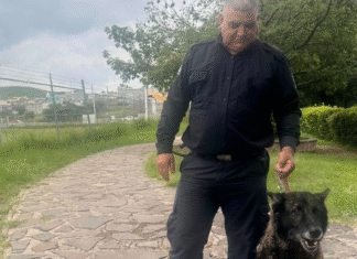 Rescatan a Optimus, perro pastor alemán en Zapotlanejo